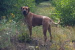 Un Boerboel sur une surface herbacée 