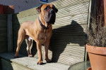 Un Boerboel sur un banc en bois