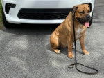 Un Boerboel assis devant un véhicule sur une surface bitumée 