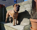 Un Boerboel sur un banc et portant un collier autour du cou