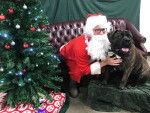 Un Boerboel assis sur un coussin à côté d'un homme habillé en Père Noël