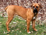 Un Boerboel sur un terrain herbeux