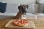 Un Boerboel assis devant une part de pizza