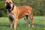 Un Boerboel tenu en laisse sur un terrain herbeux