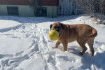 Un Boerboel marchant sur un terrain enneigée et tenant une balle dans sa gueule
