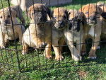 Des chiots Boerboel dans une cage