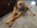 Un Boerboel allongé sur une moquette