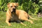 Un Boerboel allongé sur un terrain herbeux