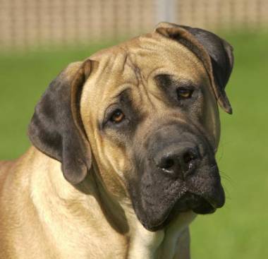 Boerboel - Boerboel