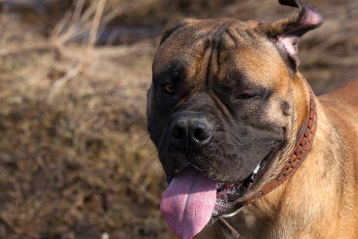 Photo Boerboel