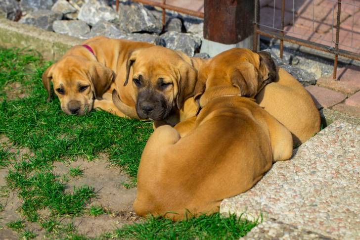 Photo Boerboel