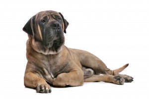 Un Boerboel sur fond blanc