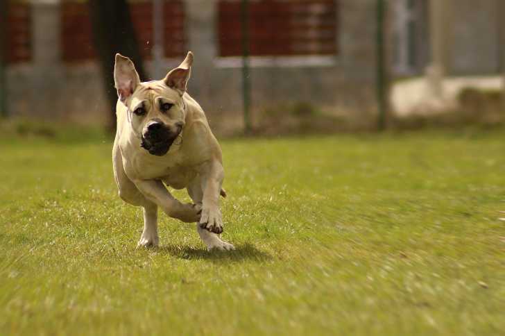 Photo Boerboel