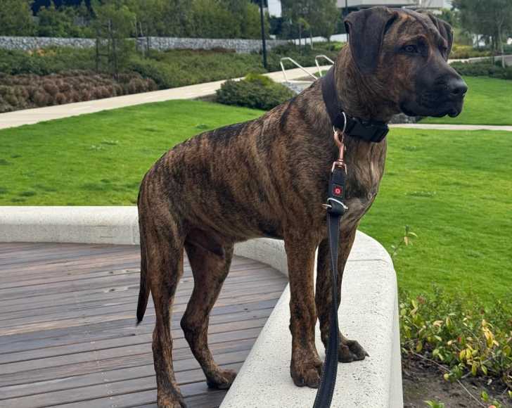 Un Boerboel tenu en laisse et admirant la nature