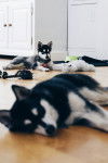 Photo Alaskan Klee Kai