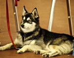 Photo Alaskan Klee Kai