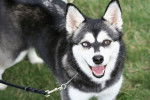 Photo Alaskan Klee Kai