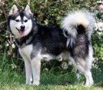 Photo Alaskan Klee Kai