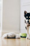 Photo Alaskan Klee Kai
