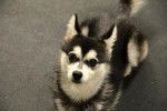 Photo Alaskan Klee Kai