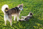 Photo Alaskan Klee Kai