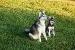 Photo Alaskan Klee Kai