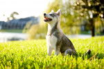 Photo Alaskan Klee Kai