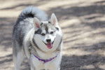 Un Alaskan Klee Kai à l'air heureux dans un parc