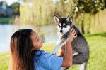 Photo Alaskan Klee Kai