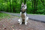 Photo Alaskan Klee Kai