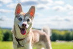 Photo Alaskan Klee Kai