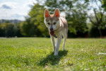 Photo Alaskan Klee Kai