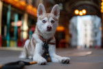Photo Alaskan Klee Kai