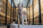 Photo Alaskan Klee Kai