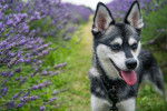 Photo Alaskan Klee Kai