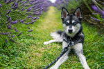 Photo Alaskan Klee Kai