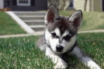 Photo Alaskan Klee Kai