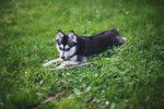 Photo Alaskan Klee Kai