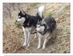 Photo Alaskan Klee Kai