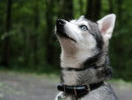 Photo Alaskan Klee Kai