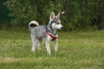 Photo Alaskan Klee Kai