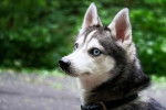 Photo Alaskan Klee Kai