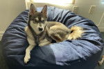 Un Alaskan Klee Kai allongé dans un panier et portant un collier autour du cou 