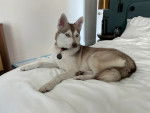 Un Alaskan Klee Kai allongé sur un lit et portant un collier autour du cou