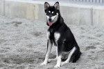 Un Alaskan Klee Kai assis sur une surface sableuse et portant un harnais 