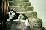 Un Alaskan Klee Kai allongé sur une marche d'escaliers 