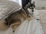 Un Alaskan Klee Kai allongé sur un lit et portant un collier autour du cou