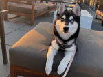 Un Alaskan Klee Kai allongé sur un fauteuil et qui est tenu en laisse 