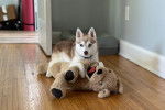 Un Alaskan Klee Kai allongé sur un plancher et portant un collier autour du cou
