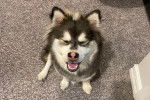 Un Alaskan Klee Kai assis sur une moquette 